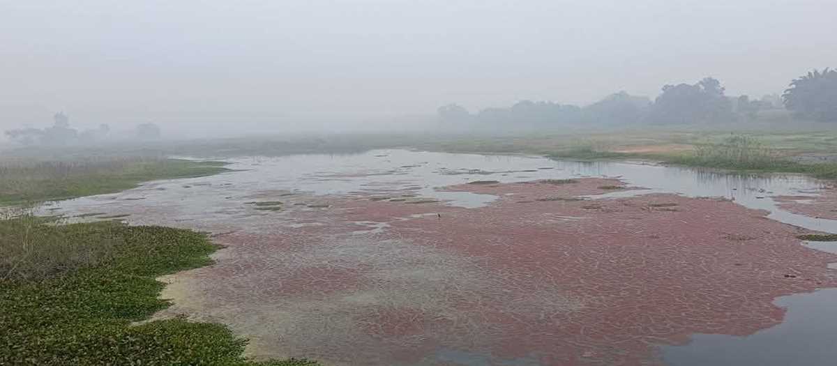 प्रवासी पक्षियों को रास नहीं आया अयोध्या का ग्लोबलाइजेशन